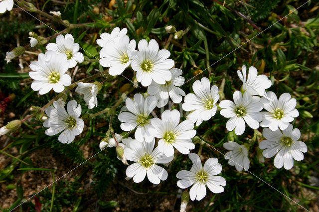 Akkerhoornbloem (Cerastium arvense)