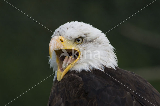 American bald eagle (Haliaeetus leucocephalus)