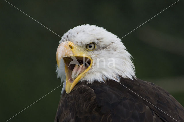 Amerikaanse Zeearend (Haliaeetus leucocephalus)