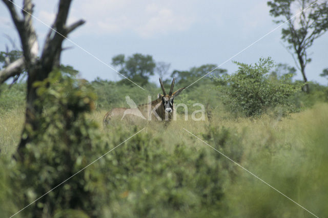 Roan Antelope (Hippotragus equinus)