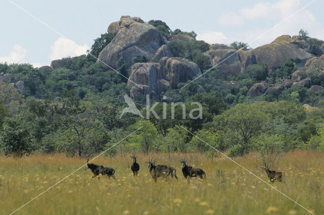 Sabel Antelope (Hippotragus niger)