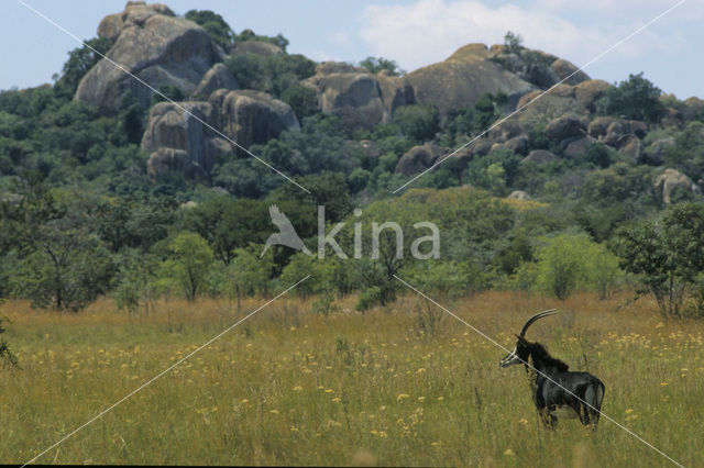 Sabel Antelope (Hippotragus niger)