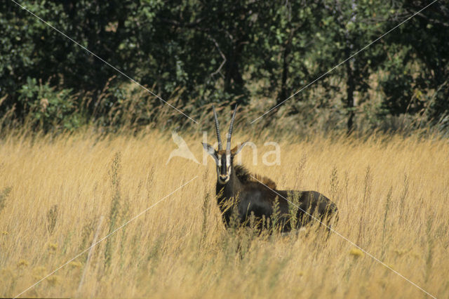 Sabel Antelope (Hippotragus niger)