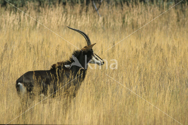 Sabel Antelope (Hippotragus niger)