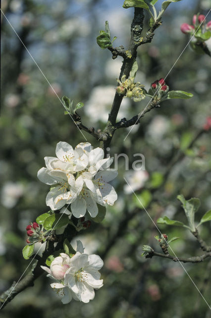 Apple (Malus spec)