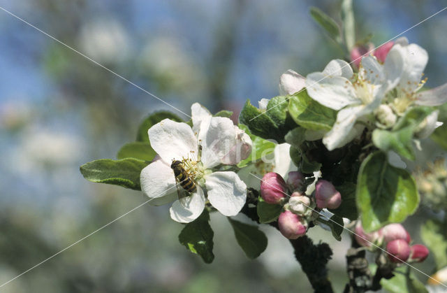 Apple (Malus spec)
