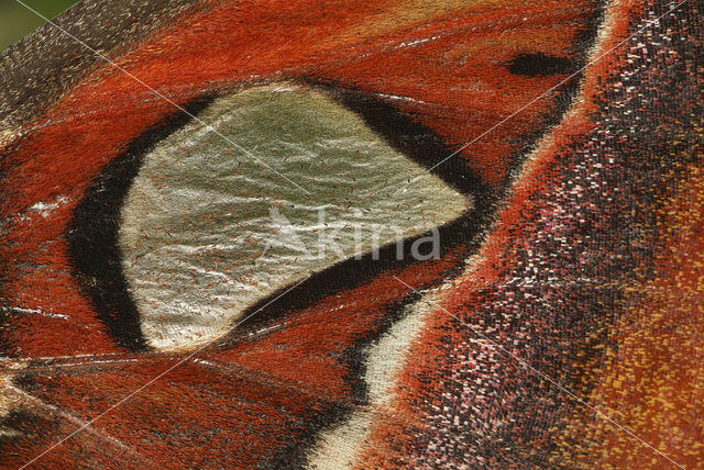 Atlas butterfly (Attacus atlas)