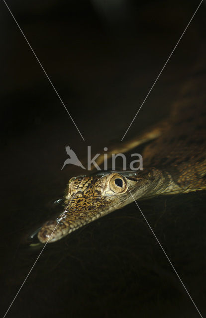 Australische zoetwaterkrokodil (Crocodylus johnsoni)