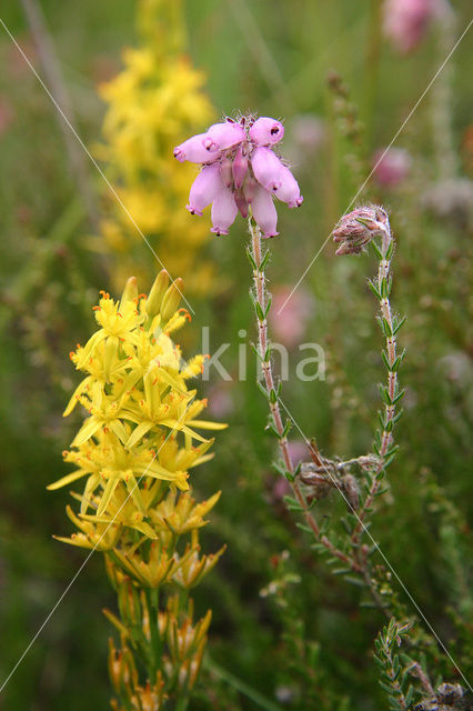 Bog Asphodel (Narthecium ossifragum)