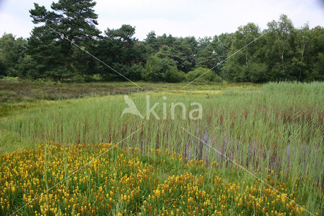 Bog Asphodel (Narthecium ossifragum)