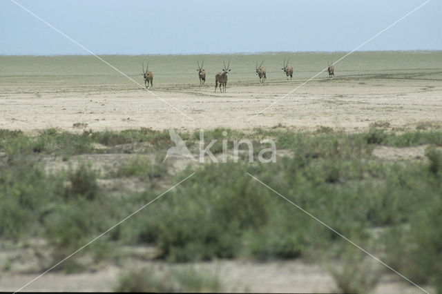 Fringe-eared Oryx (Oryx beisa)