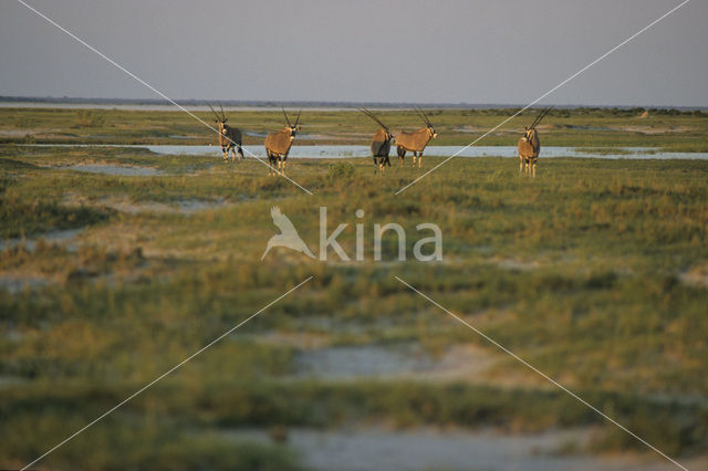 Fringe-eared Oryx (Oryx beisa)