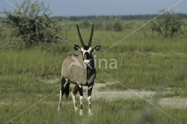 Fringe-eared Oryx (Oryx beisa)