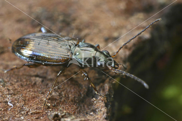 Bembidion dentelleum