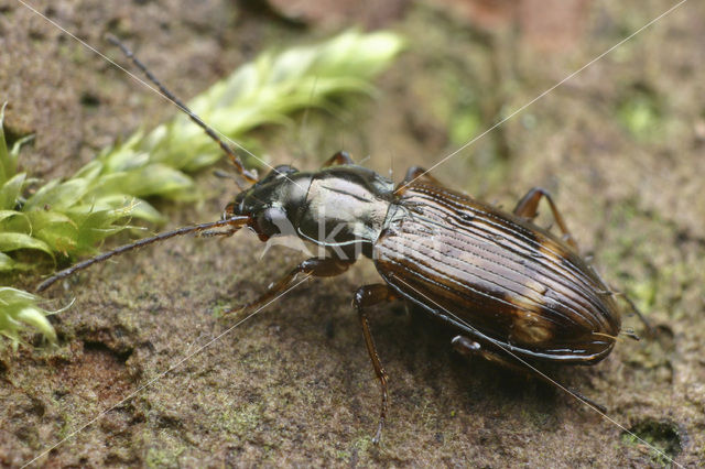 Bembidion dentelleum