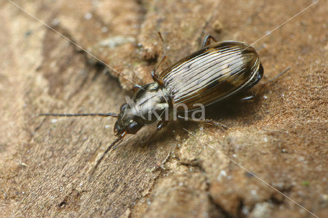 Bembidion dentelleum