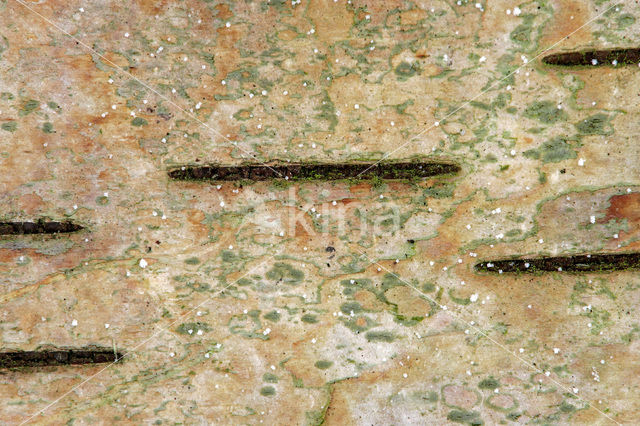 Birch (Betula)