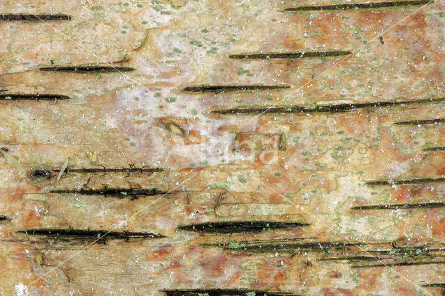 Berk (Betula)