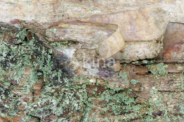 Birch (Betula)