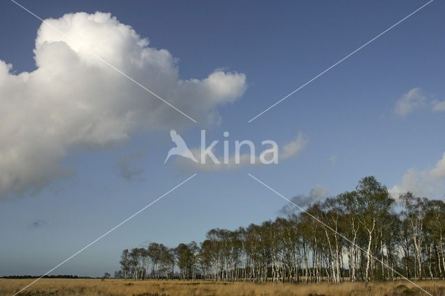 Berk (Betula)