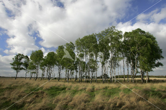 Birch (Betula)