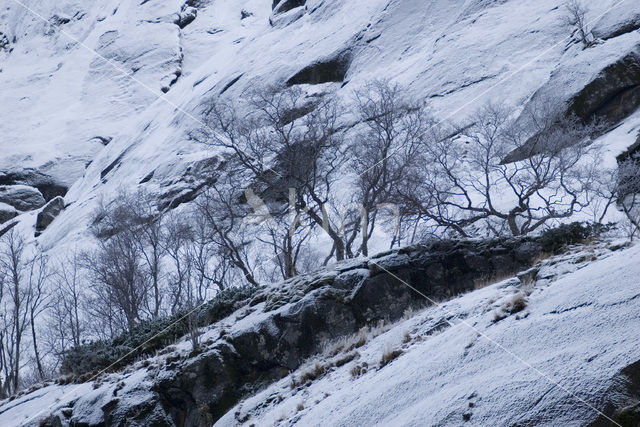 Berk (Betula)