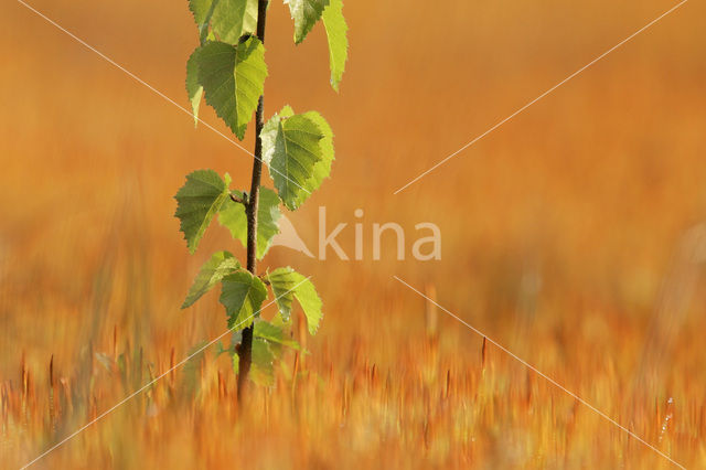 Birch (Betula)