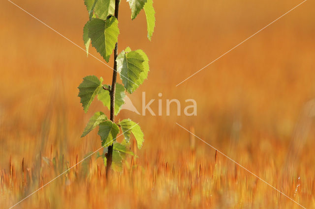 Berk (Betula)