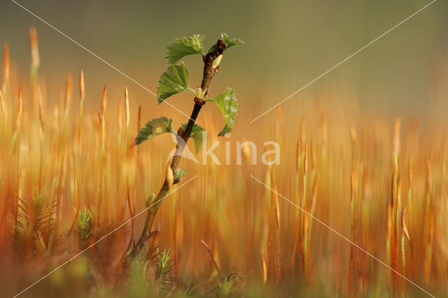 Birch (Betula)