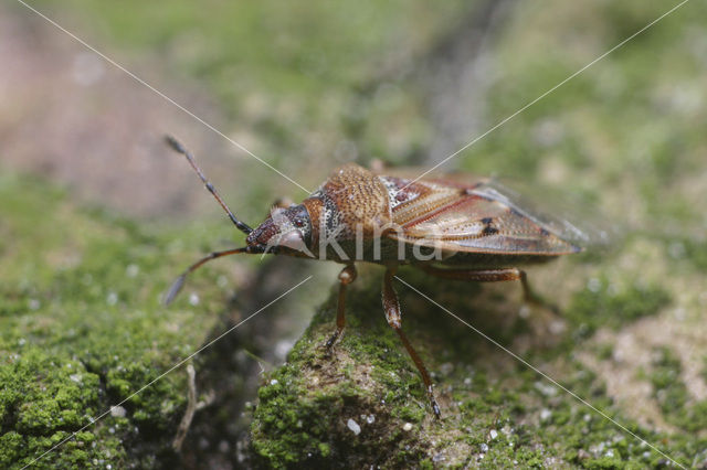 birch catkin bug (Kleidocerys resedae)