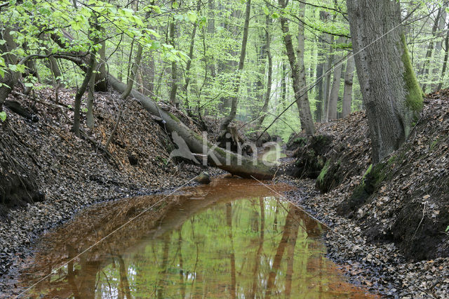 Beech (Fagus spec.)