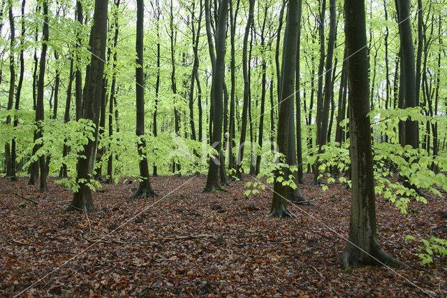 Beuk (Fagus spec.)