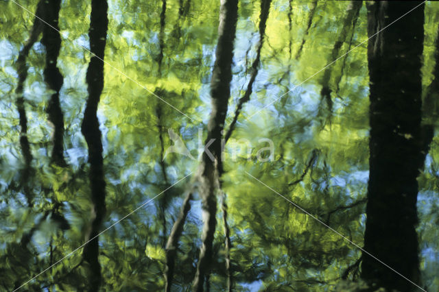 Beech (Fagus spec.)