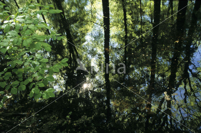 Beech (Fagus spec.)
