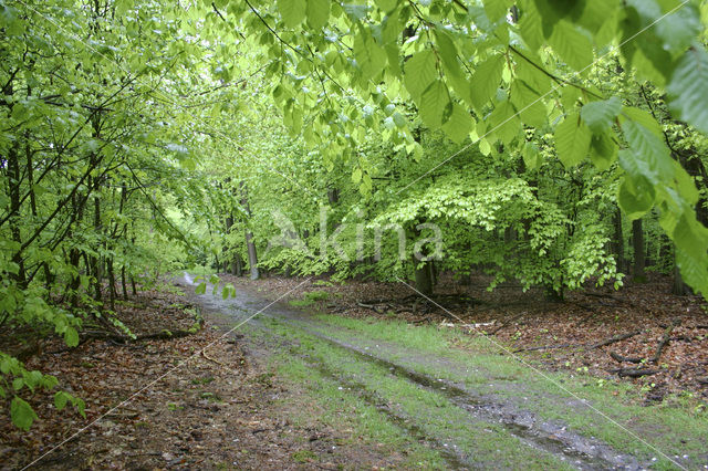 Beuk (Fagus spec.)