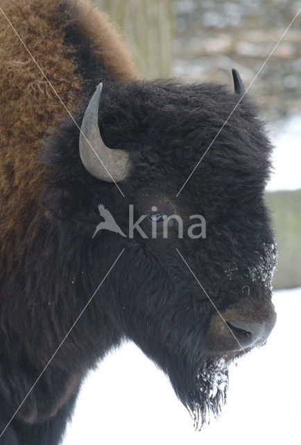 Buffalo (Bison bison)