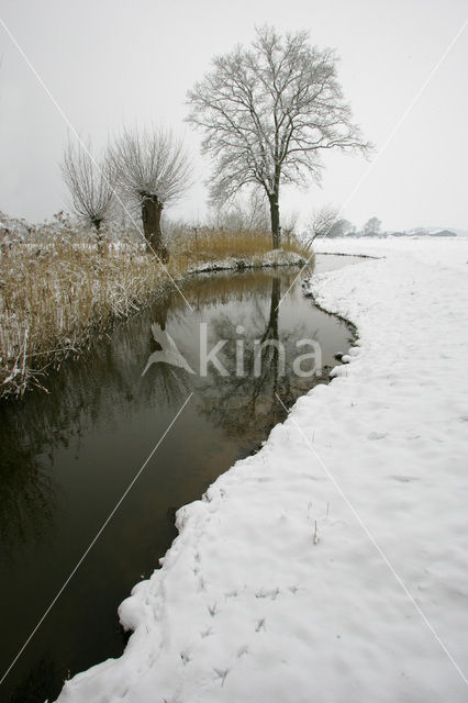 Blauwe Reiger (Ardea cinerea)