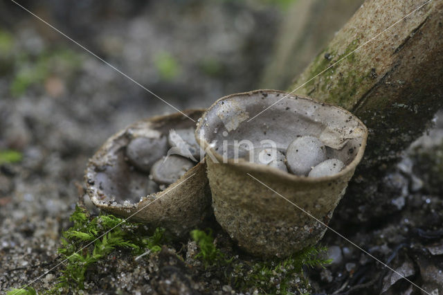 Bleek nestzwammetje (Cyathus olla)