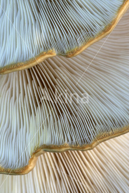 Bleke oesterzwam (Pleurotus pulmonarius)