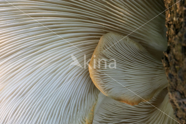 Bleke oesterzwam (Pleurotus pulmonarius)