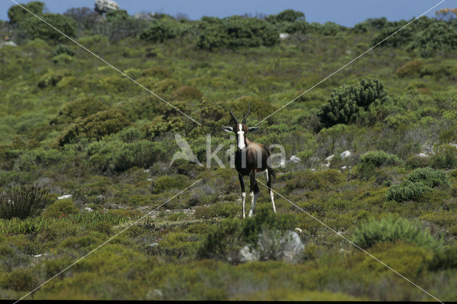 Blesbok (Damaliscus pygargus)