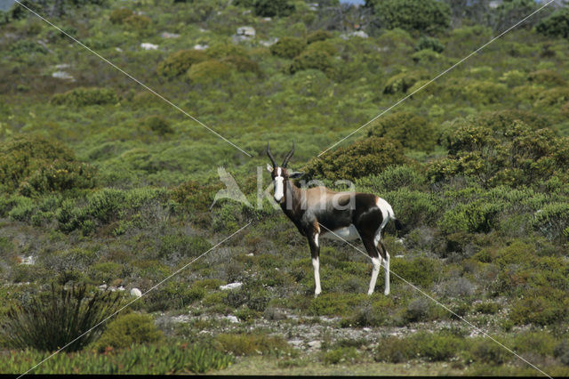 Blesbok