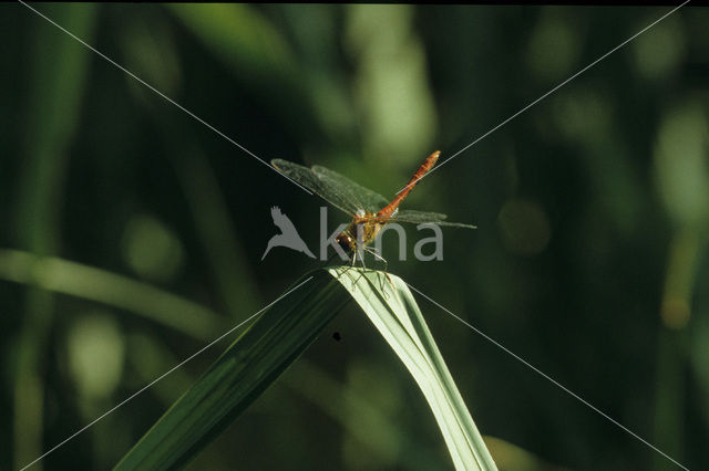 Bloedrode heidelibel (Sympetrum sanguineum)