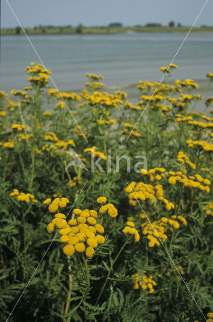 Boerenwormkruid (Tanacetum vulgare)