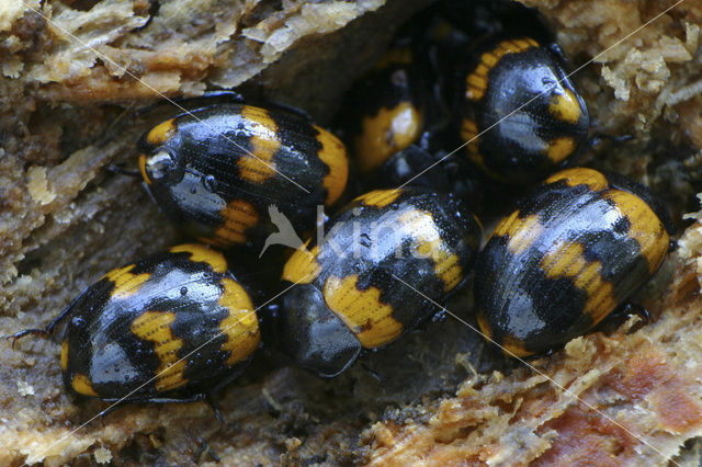 Darkling beetle (Diaperis boleti)