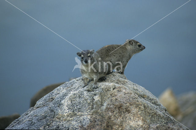 Boomklipdas (Dendrohyrax dorsalis)