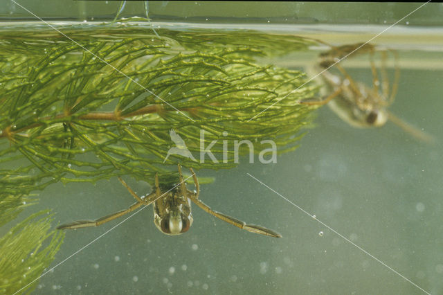 Backswimmer (Notonecta glauca)