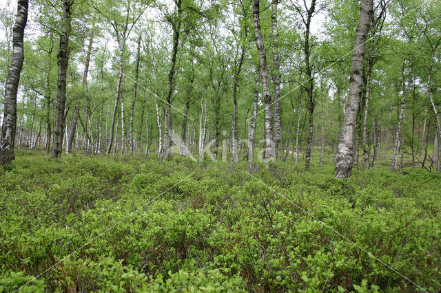 Bilberry (Vaccinium )