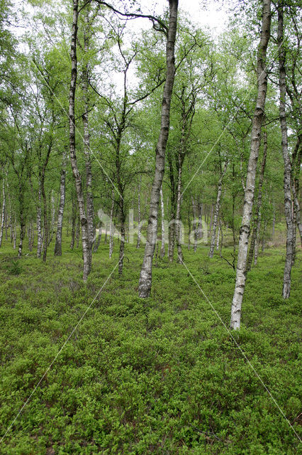 Bilberry (Vaccinium )