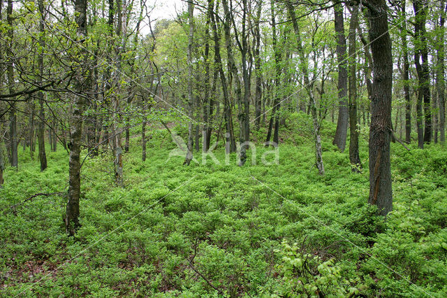 Bilberry (Vaccinium )